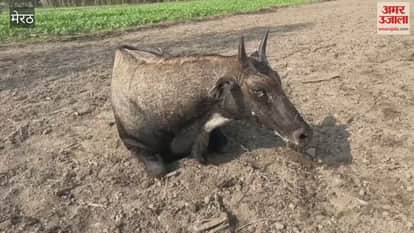 Meerut: Dogs attacked wild animals, villagers saved their lives