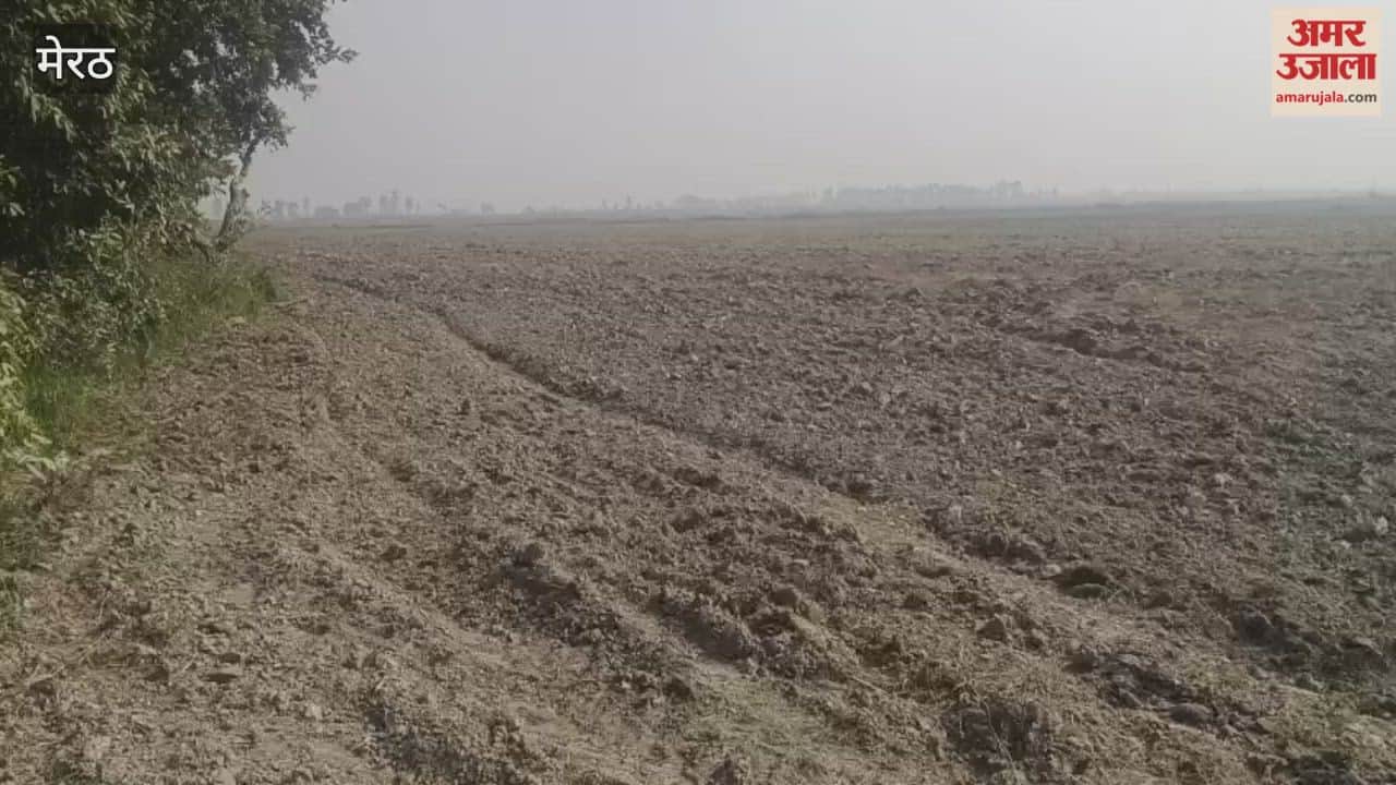 Meerut: Fodder for animals was not sown in hundreds of hectares of land.
