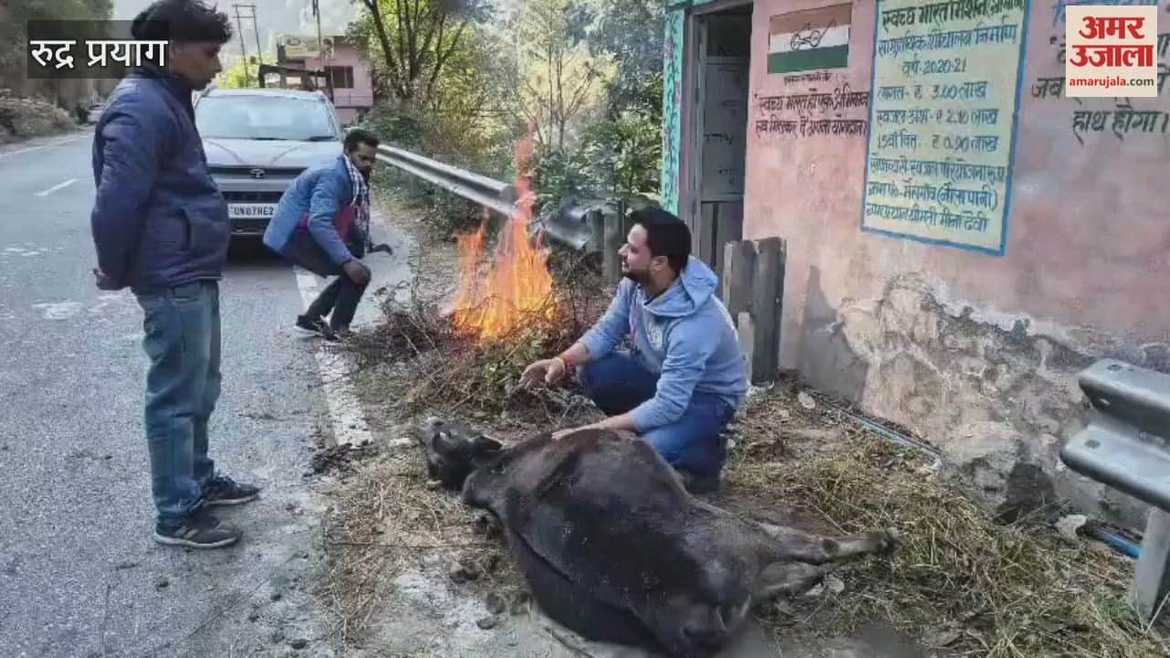 cow was hit by a vehicle on the Kedarnath Highway; youths gave a new lease of life to the mute animal battling between life and death