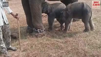Banda: 57-year-old elephant Anarkali gives birth to twins