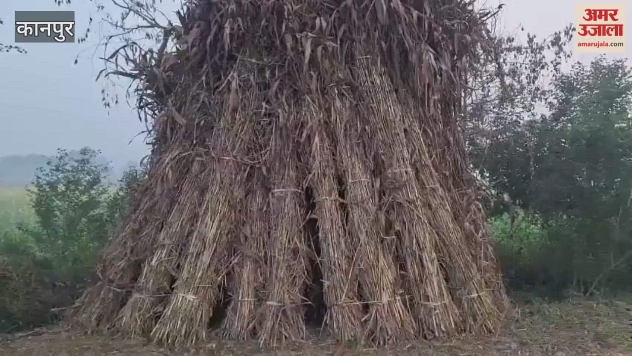 Long sorghum is nutritious and digestible, beneficial for health and milk production