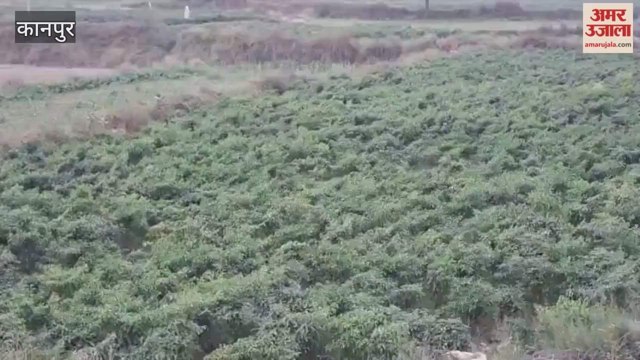 price of chili peppers reached ₹41 per kg in the wholesale market,