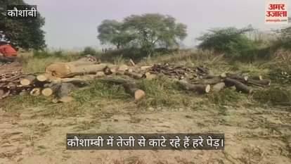 Green trees are being cut at a rapid pace in Kaushambi, despite complaints, no action is being taken.