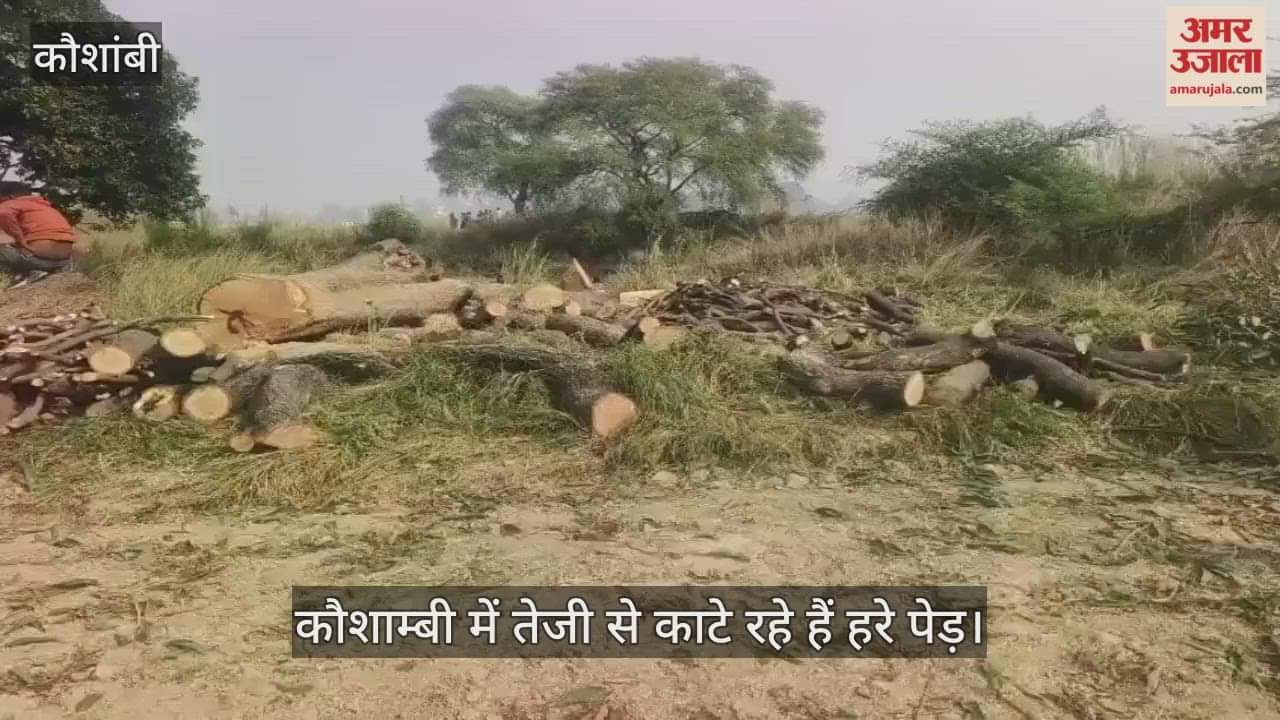 Green trees are being cut at a rapid pace in Kaushambi, despite complaints, no action is being taken.