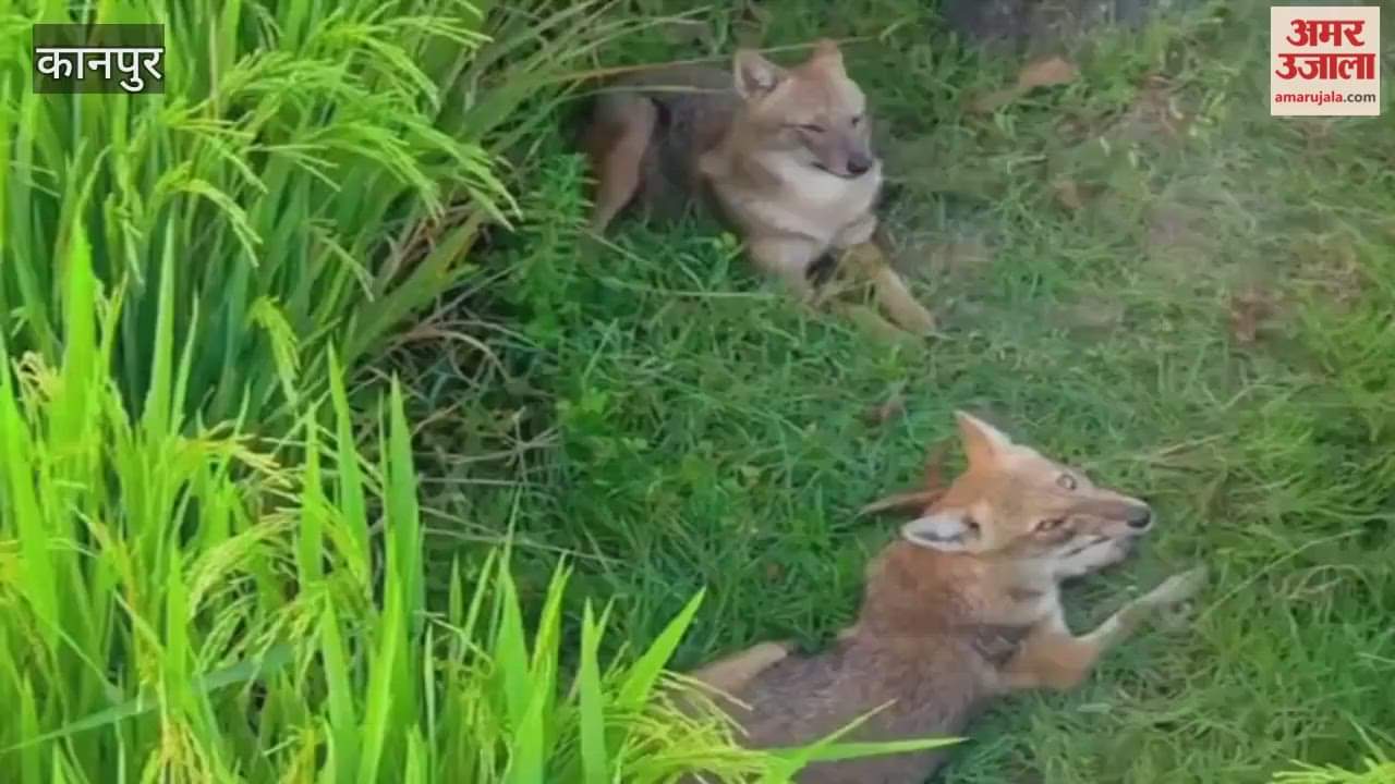 Jackals attack villages along the Rind River, villagers worried