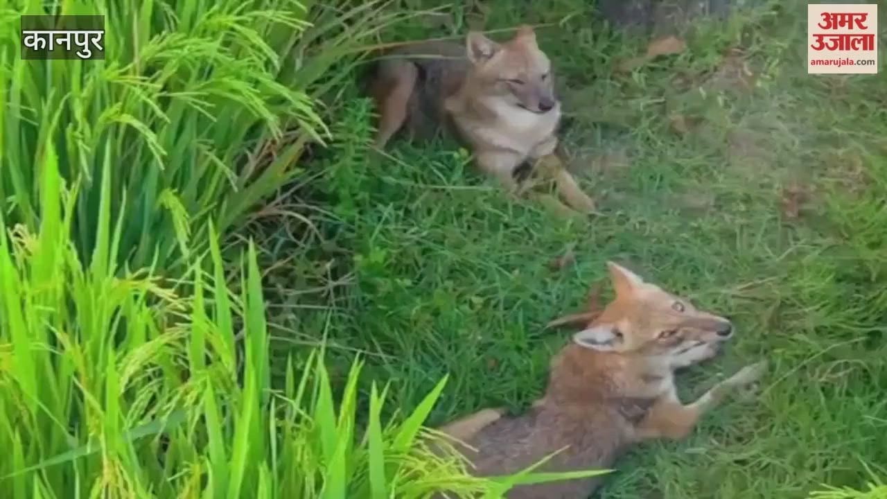 Jackals attack villages along the Rind River, villagers worried