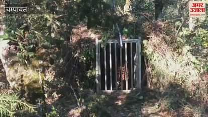 Man-eating leopard captured in cage after 12 days in lohaghat