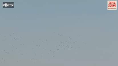 Migratory birds flock to Shalbugh Wetland, Garbage piles of adjoining areas affect the  eco tourism, DFO Aijaz Ahmad Rather.