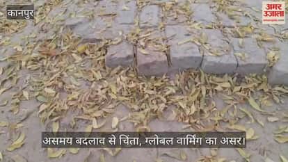 कानपुर: नवंबर के अंत में नीम के पेड़ में पतझड़, भीतरगांव में असमय पत्तियां गिरने से ग्रामीण चिंतित