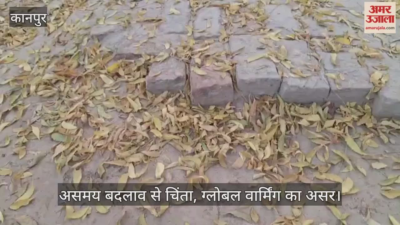 कानपुर: नवंबर के अंत में नीम के पेड़ में पतझड़, भीतरगांव में असमय पत्तियां गिरने से ग्रामीण चिंतित
