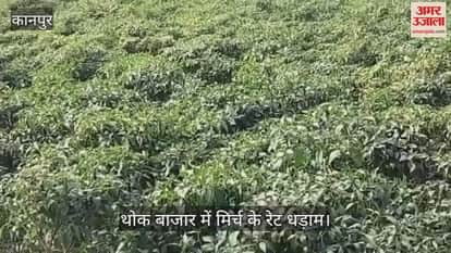 कानपुर: जहानाबाद में 41 रुपये से गिरकर 26 रुपये प्रति किलो हुई मिर्च की खरीदारी
