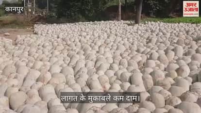 कानपुर: कुम्हड़ा के दाम में गिरावट, किसान माल डंप करने को मजबूर, अच्छे रेट का इंतजार