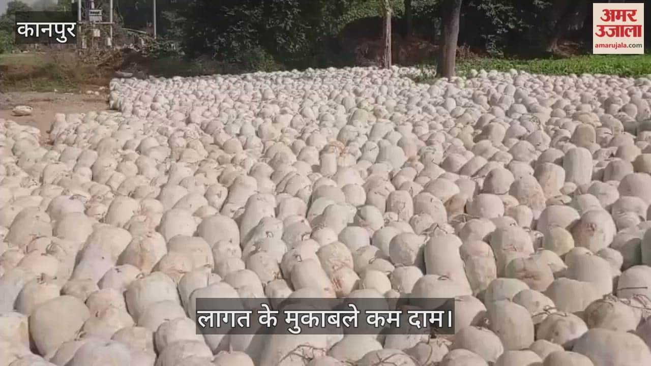कानपुर: कुम्हड़ा के दाम में गिरावट, किसान माल डंप करने को मजबूर, अच्छे रेट का इंतजार