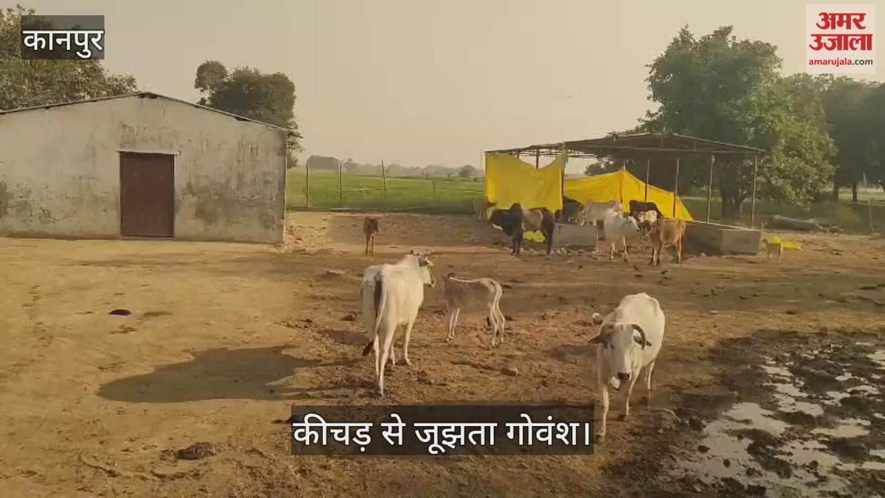 कानपुर: घाटमपुर में बदहाल सरगांव गौशाला, पीने के पानी के रास्ते में भरा गहरा कीचड़