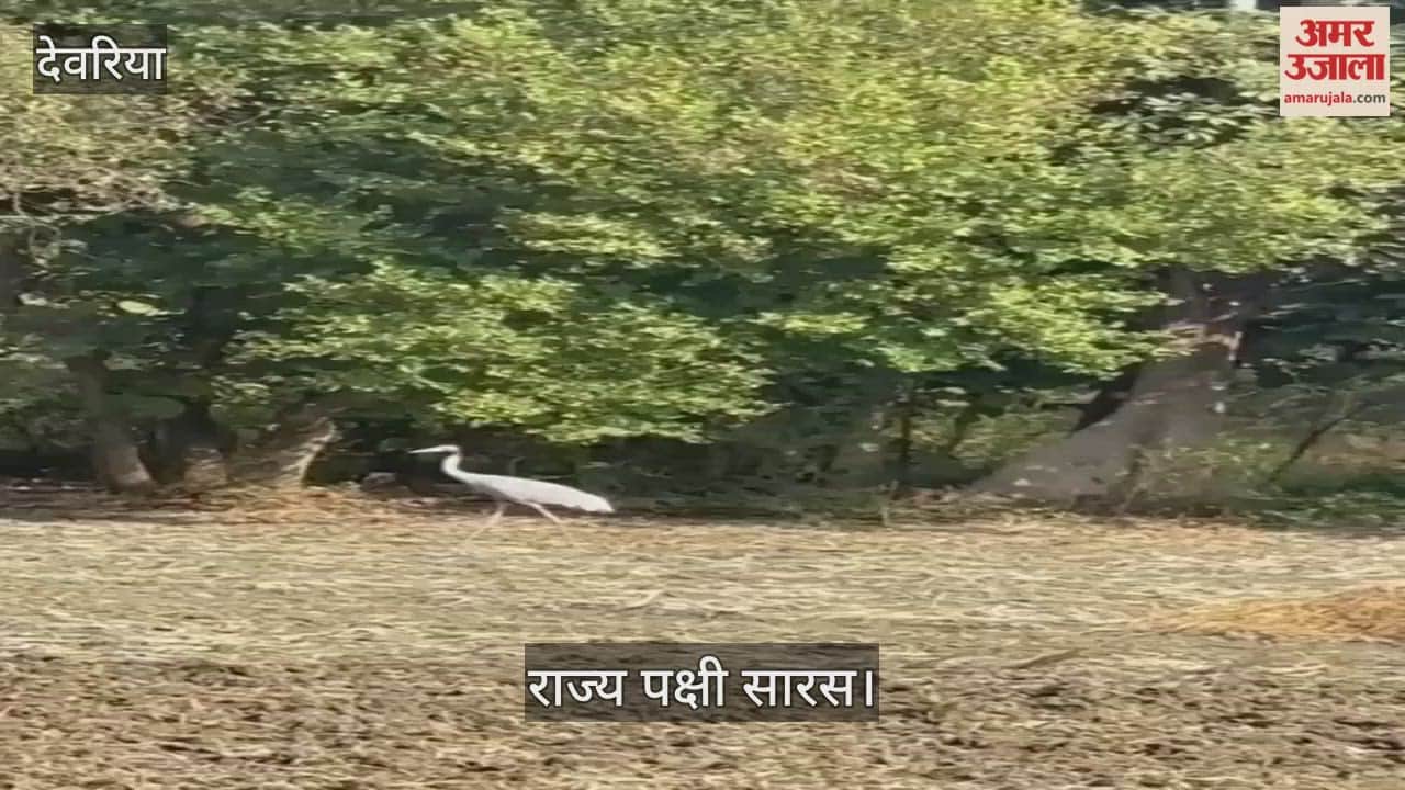 The state bird Sarus crane has made its home in Haraiya village, becoming a centre of curiosity.
