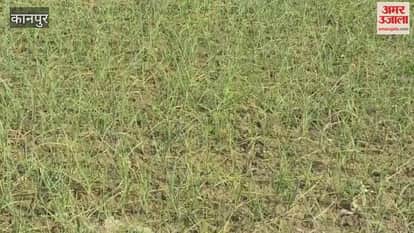 Yellowing disease in garlic, stunted plant growth