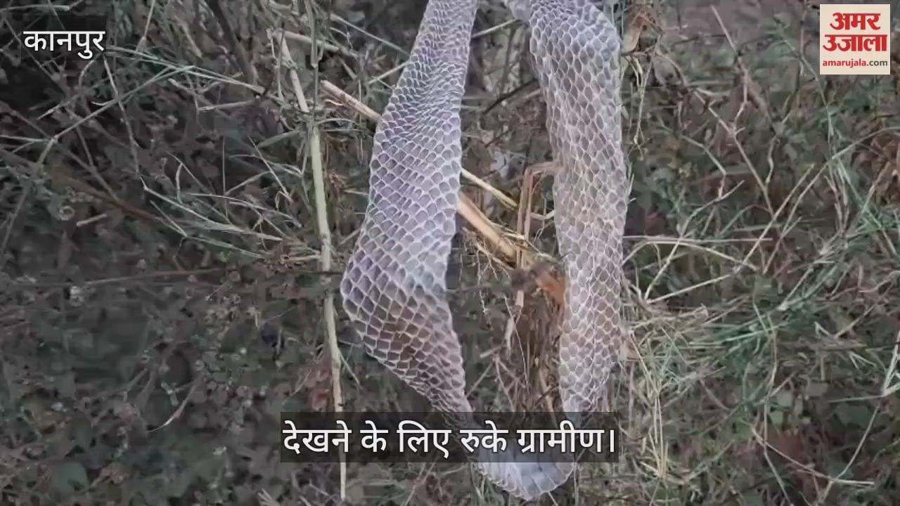 कानपुर में तिवारीपुर मोड़ पर मिली सात फीट लंबी सांप की केंचुल