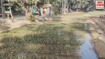 Ten thousand Ashoka trees will improve the environment