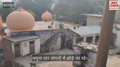 कानपुर: घाटमपुर में पालिका की पहल पर पकड़े गए बंदरों की संख्या 1198 पहुंची