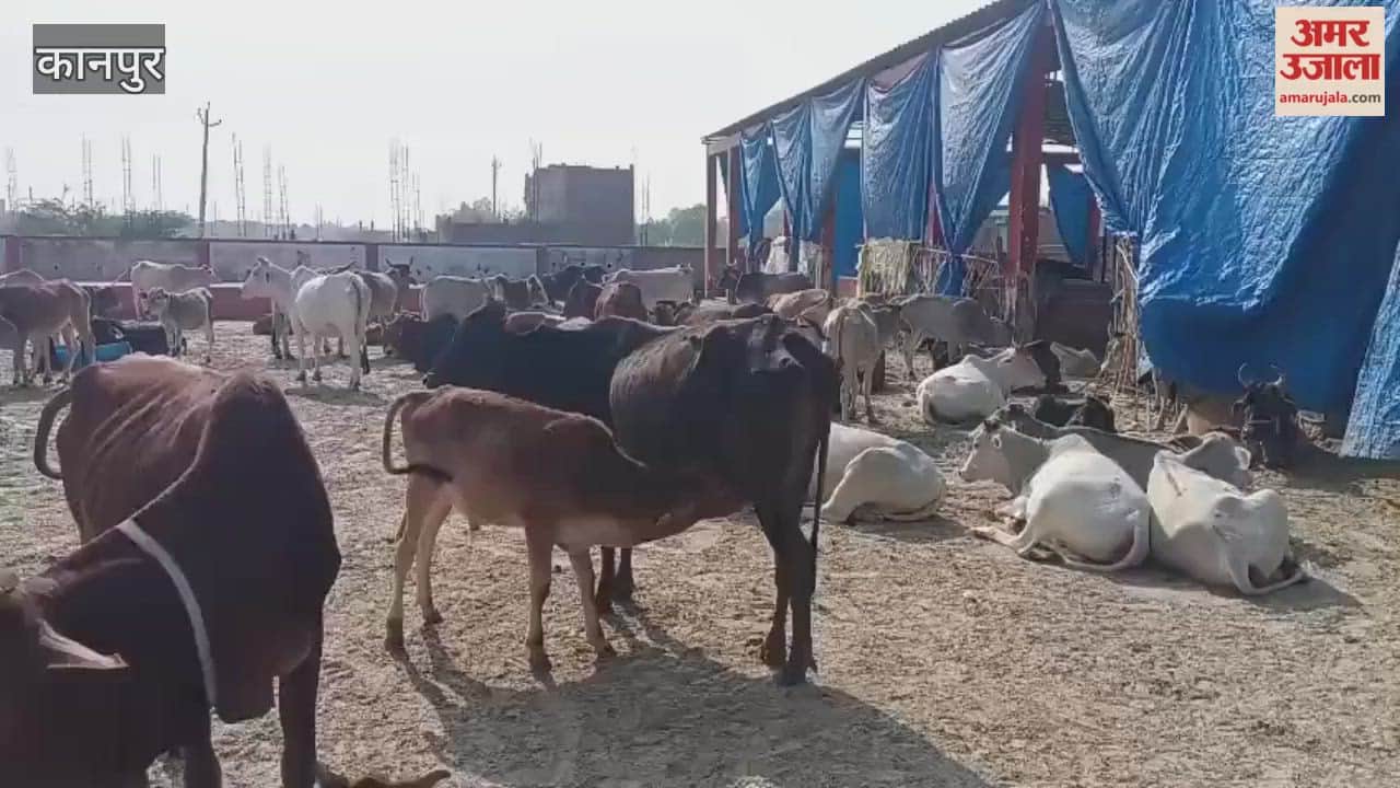 Cows are shivering in the cold at the Kanha Gaushala. A request for cow coats was sent a week ago