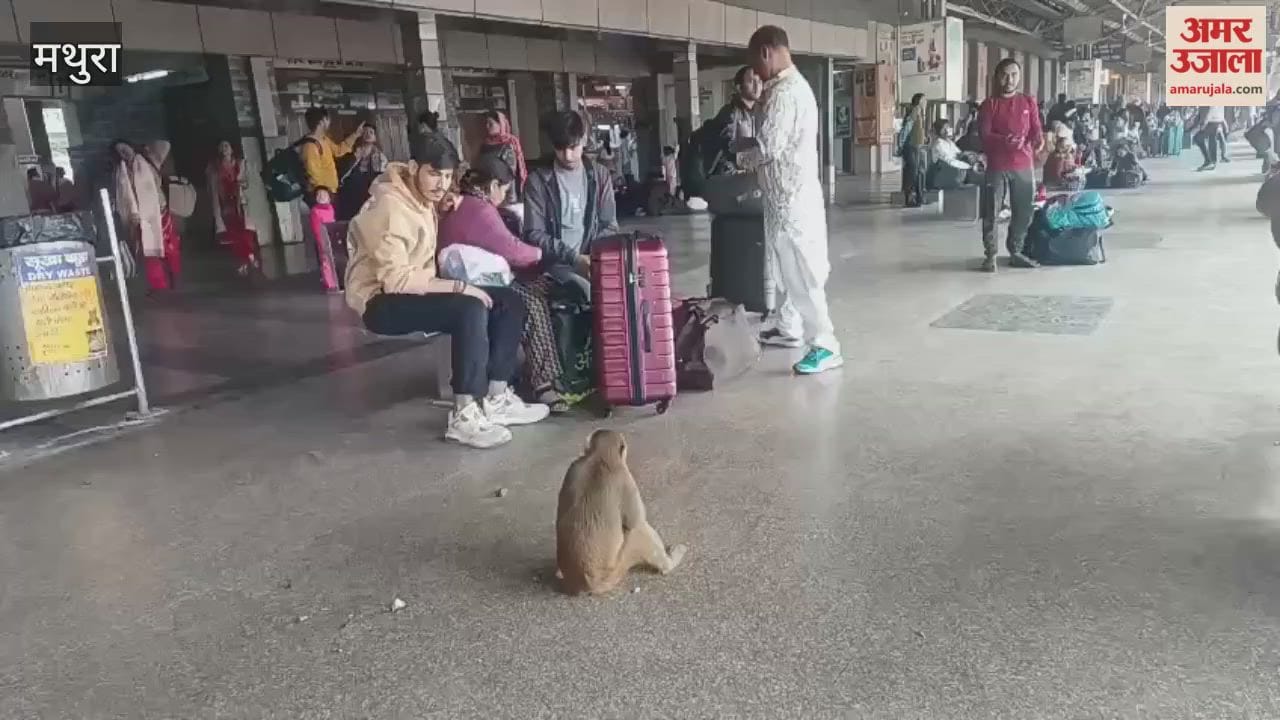 Stray Monkeys and Dogs Rule Mathura Railway Station