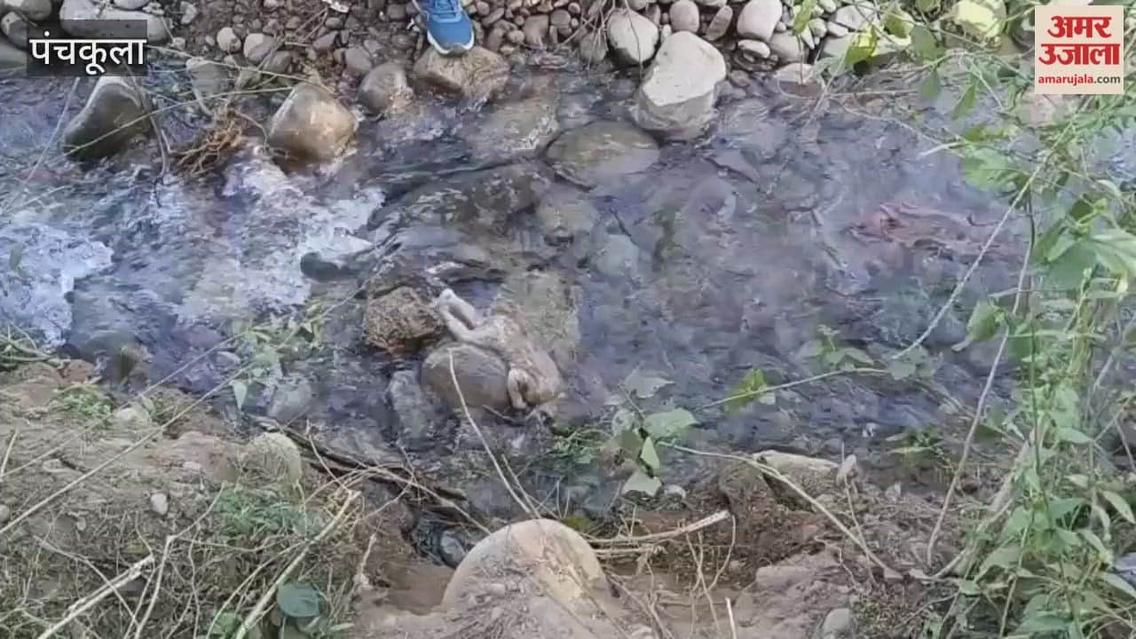 Newborn body found in drain in Sector 24 Panchkula