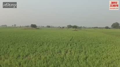 Video: Farmers troubled by Nilgais in Birdha, Lalitpur