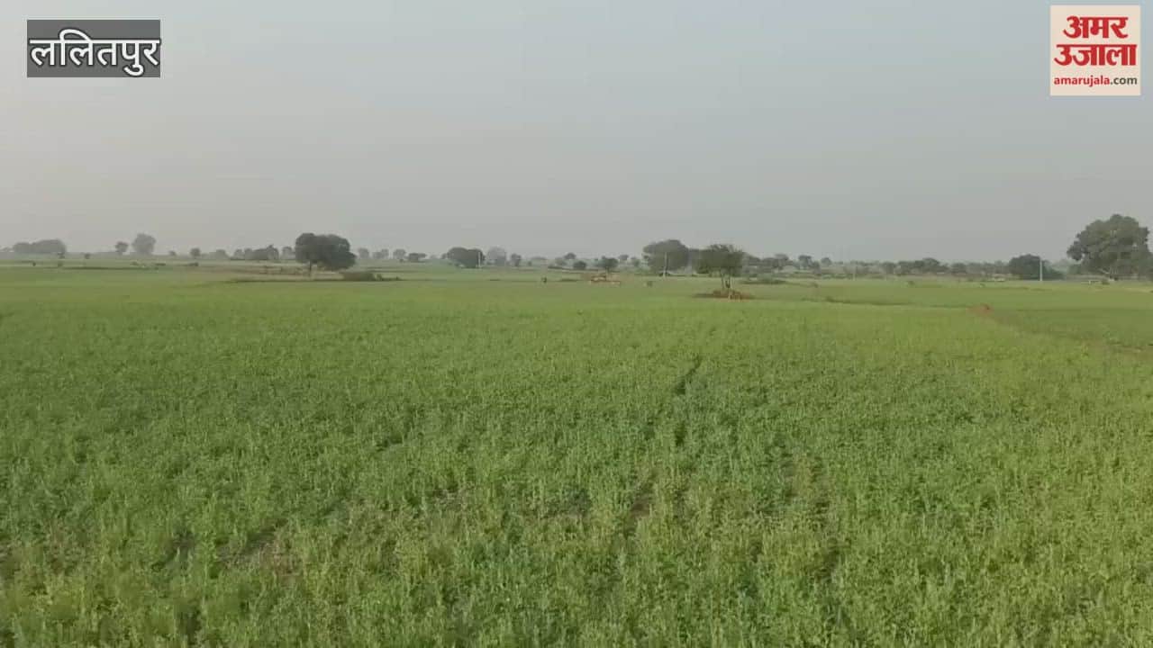 Video: Farmers troubled by Nilgais in Birdha, Lalitpur