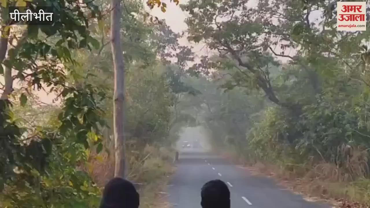 Pilibhit Tiger Reserve A tigress was seen on the road with two cubs