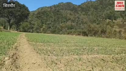 Sirmour Drought increases difficulties wheat sowing halted, garlic crop affected