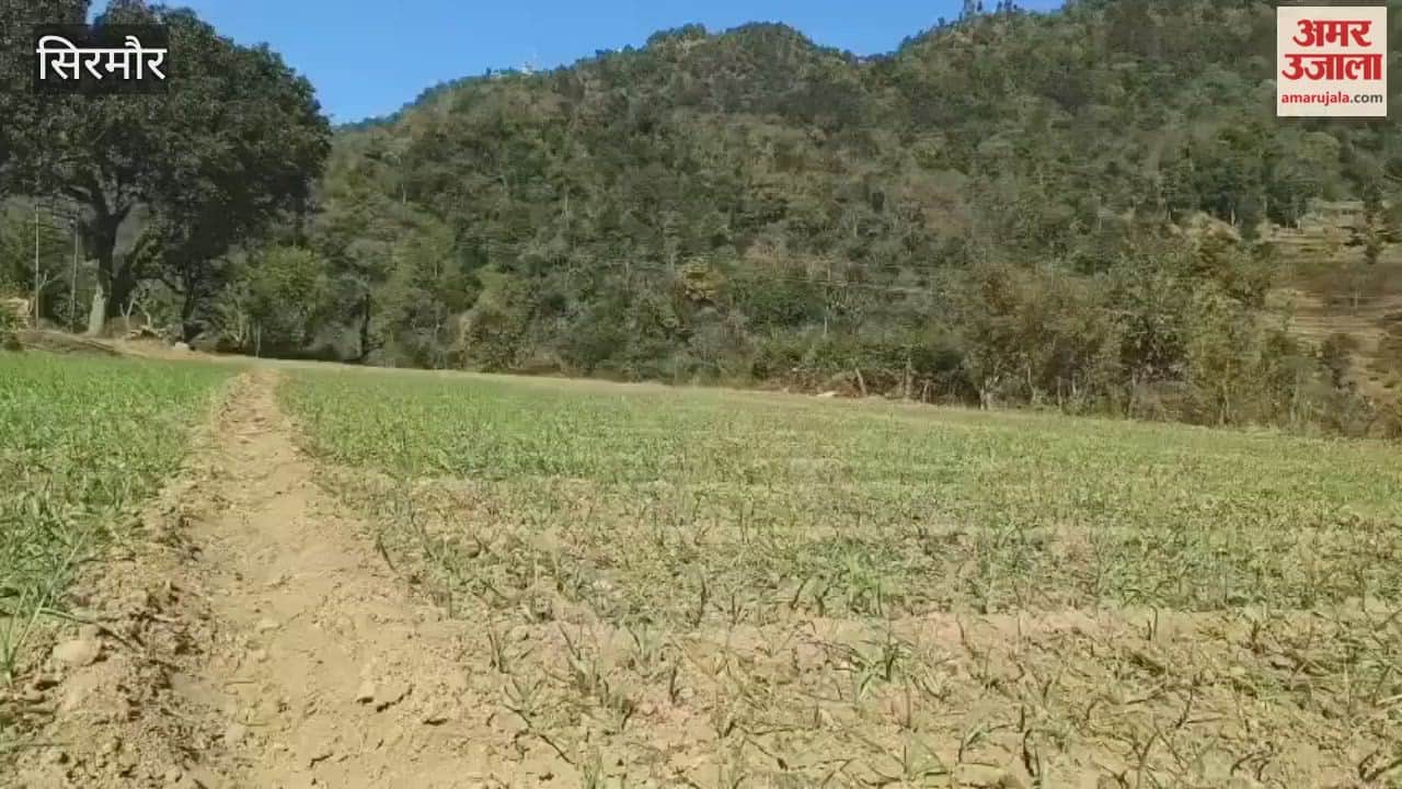 Sirmour Drought increases difficulties wheat sowing halted, garlic crop affected