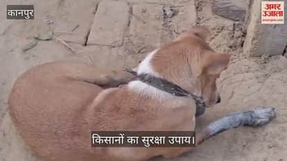 कानपुर: जंगली जानवरों के हमले से बचाने के लिए डॉगी को पहना रहे नुकीली कीलों वाला पट्टा