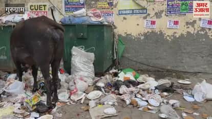 Garbage spread on road near Nehru Stadium in Gurugram