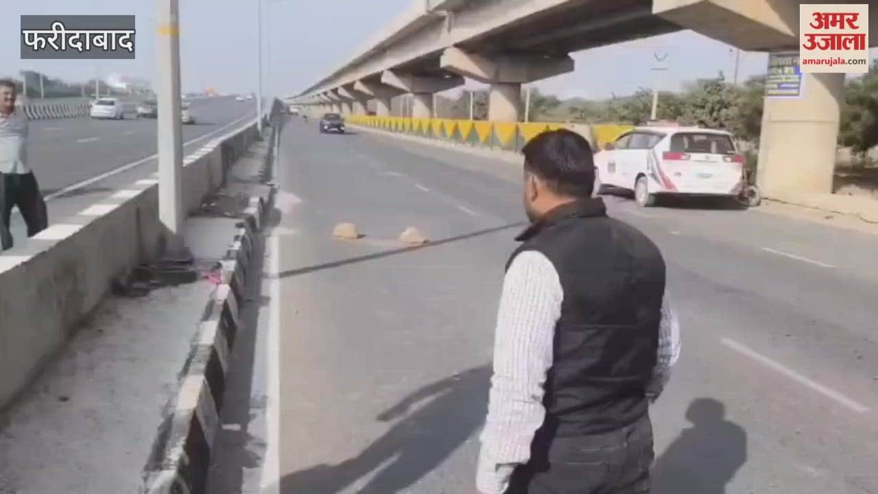 Python rescued on Faridabad Sector 65 Expressway