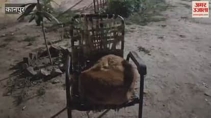 Falling night temperatures have increased the melting of animals, causing distress to animals