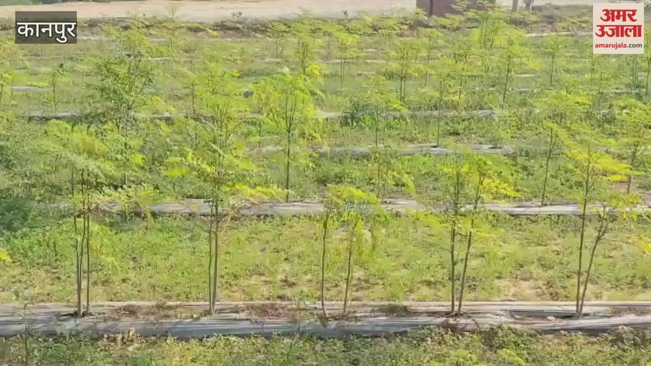 Drumstick cultivation is flourishing on a hundred acres of land along the Rind River