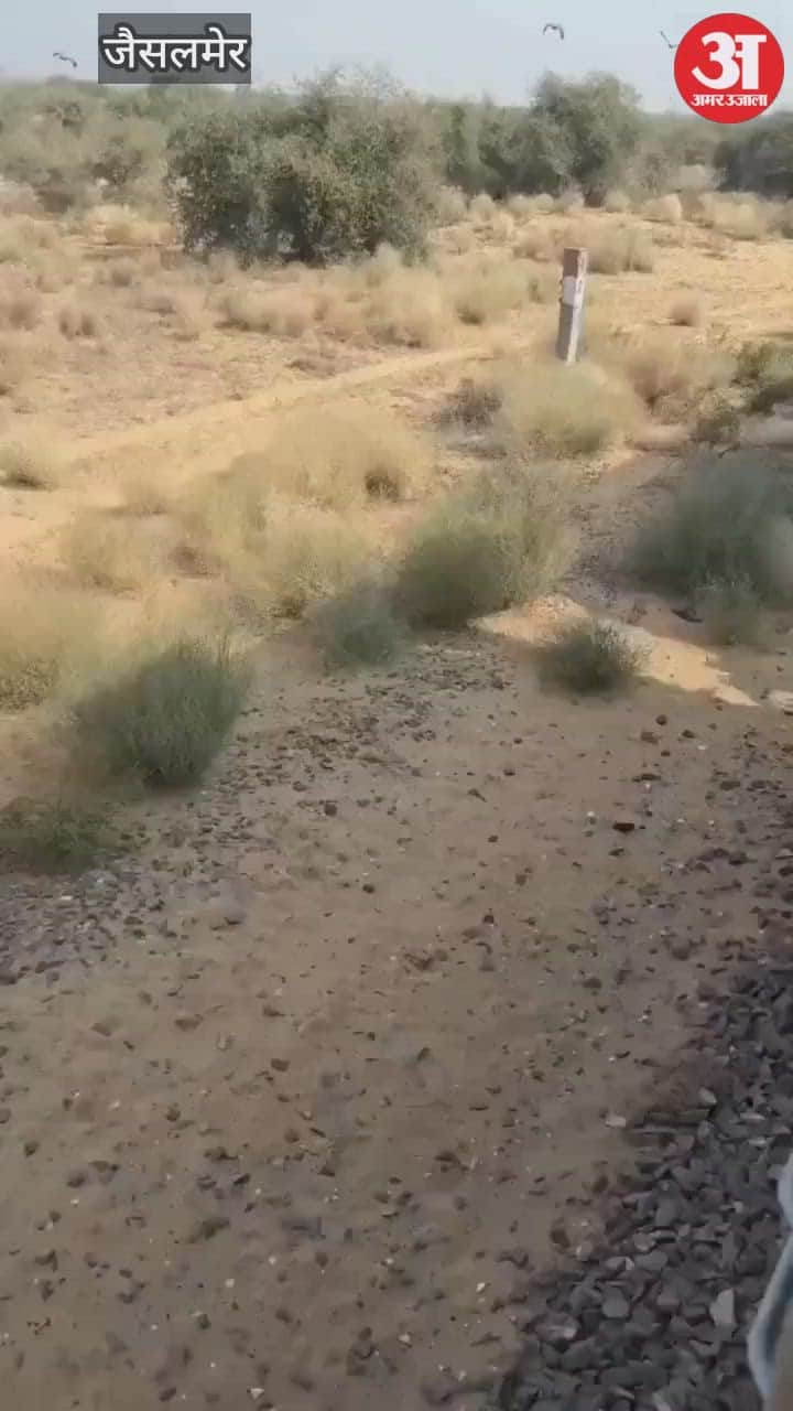 Loco pilot's unique love for wildlife: Swarnanagari Express stopped to save vultures