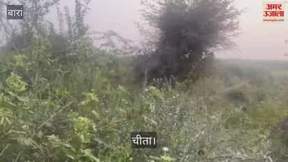 Leopard movement in Baran's Ramgarh area on fifth day, hunted twice