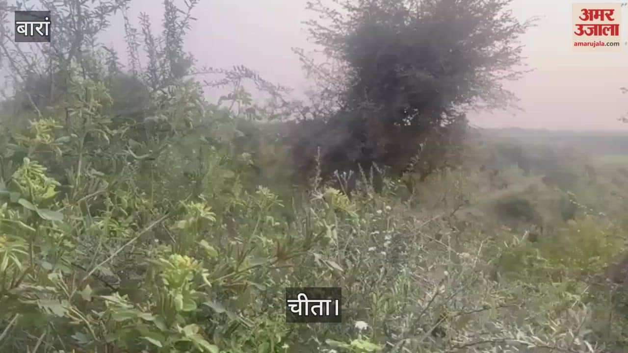 Leopard movement in Baran's Ramgarh area on fifth day, hunted twice