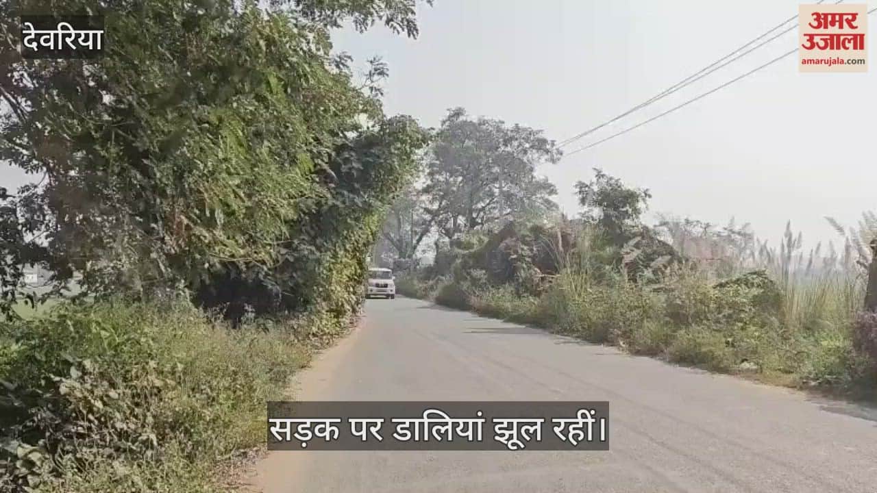 Tree branches are hanging on the road, risk of accident - responsible people are careless