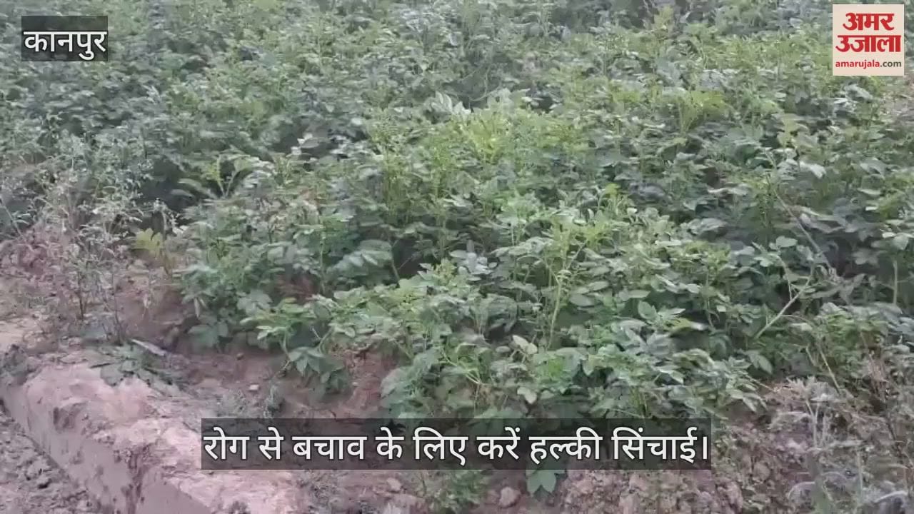 कानपुर: आलू की फसल को पाला और झुलसा रोग से बचाने के उपाय