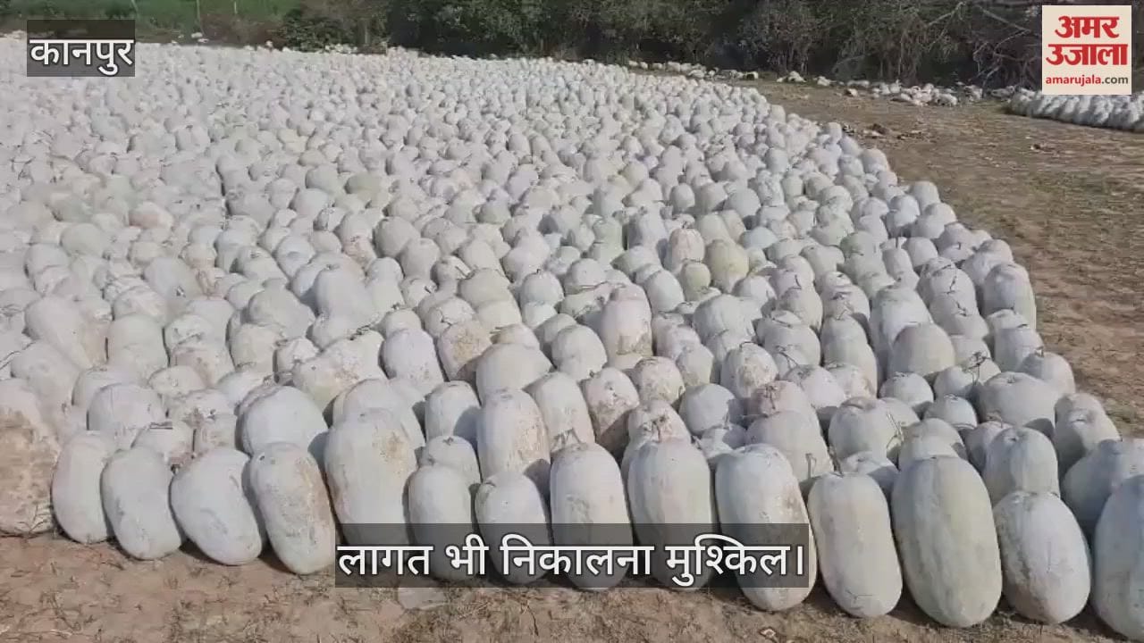 कानपुर: कुम्हड़ा का नहीं मिला सही भाव, किसानों ने खेत किनारे फल एकत्र किया