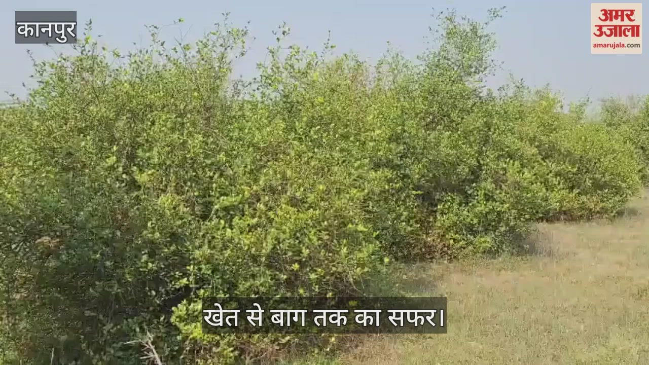 कानपुर: रिंद नदी किनारे महोलिया देवपुरा में नींबू का बाग लहलहाया