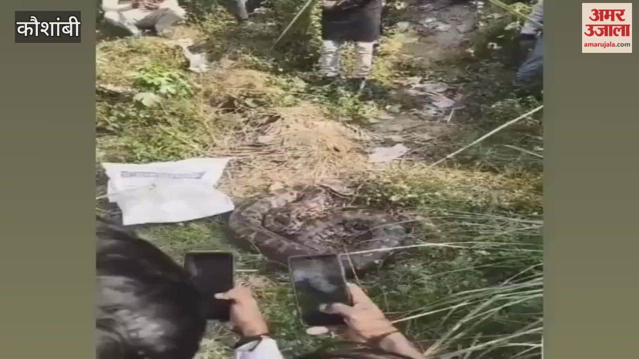 A huge python appeared in Dara Nagar of Kaushambi, crowds gathered to see it.