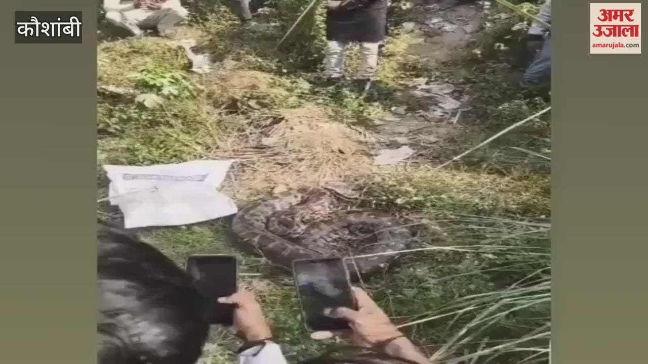 A huge python appeared in Dara Nagar of Kaushambi, crowds gathered to see it.