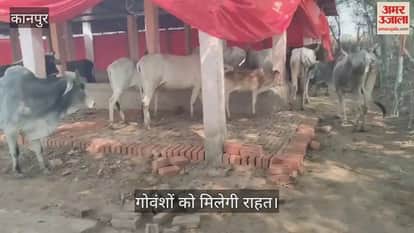 कानपुर: टिकवांपुर गौशाला में ठंढ से बचाव के लिए लगाए गए तिरपाल