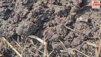 Earthworm Farming in Maholiya, Farmhouses Making Composite Fertilizer