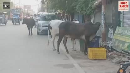 Listen to my voice stray animals roaming streets in mau