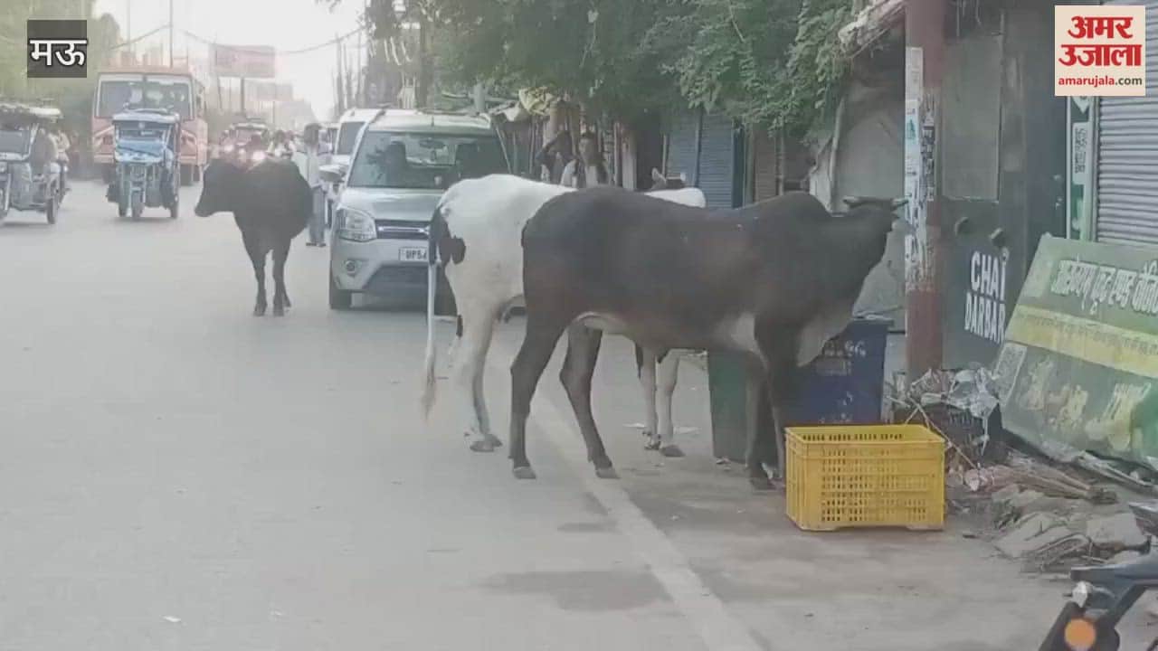 Listen to my voice stray animals roaming streets in mau