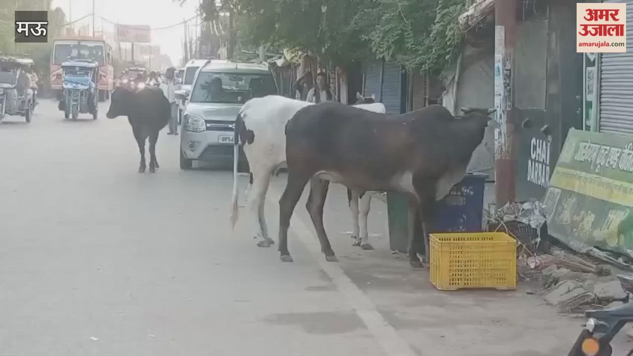 Listen to my voice stray animals roaming streets in mau